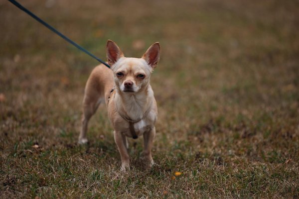 Innovative Stadtgärten: Nachhaltige Konzepte für grüne Erholungsräume und urbanen Gartenbau